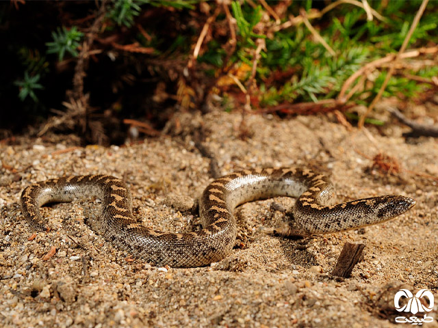 خانواده مارهای بوآ Erycidae